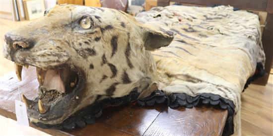 A tiger skin rug, Length approximately 300cm